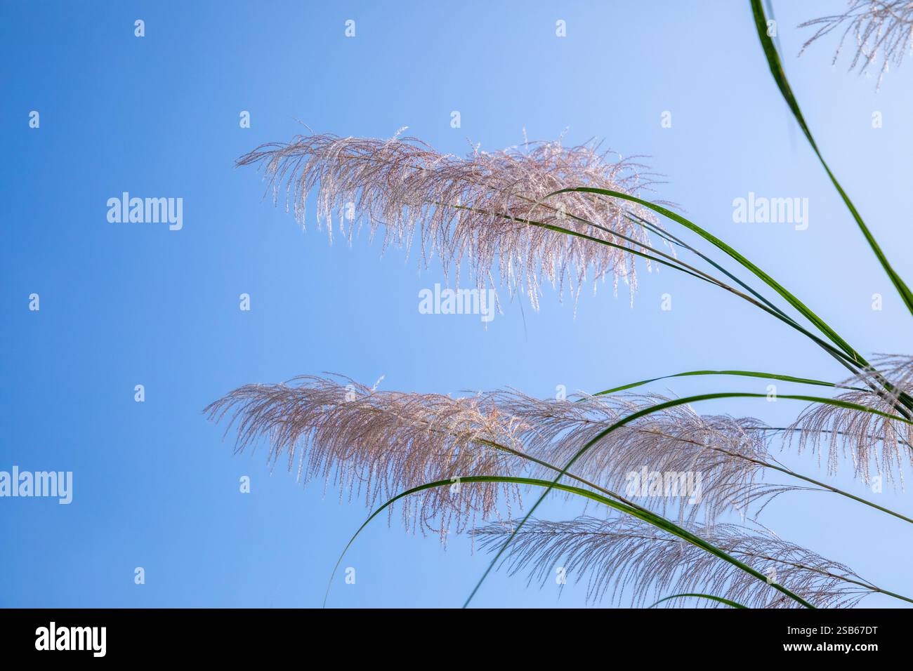 Die Herbstblüten von Kans Grass (Saccharum Spontaneum) schweben anmutig vor einem klaren Himmel. Stockfoto