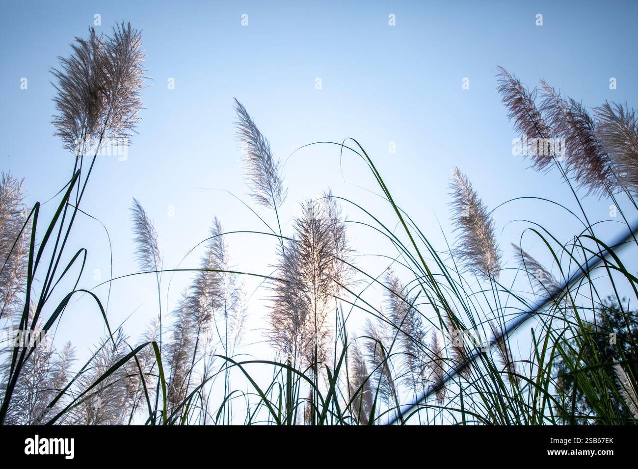 Die Herbstblüten von Kans Grass (Saccharum Spontaneum) schweben anmutig vor einem klaren Himmel. Stockfoto
