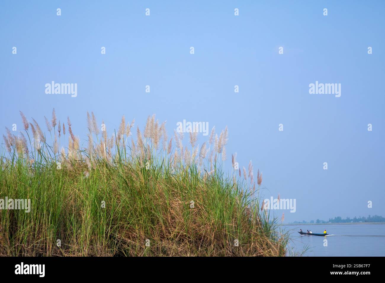Die Herbstblüten von Kans Grass (Saccharum spontaneum) schweben am Ufer des Brahmaputra River, während ein Boot durch die Gewässer in Bera, Pabna di, gleitet Stockfoto