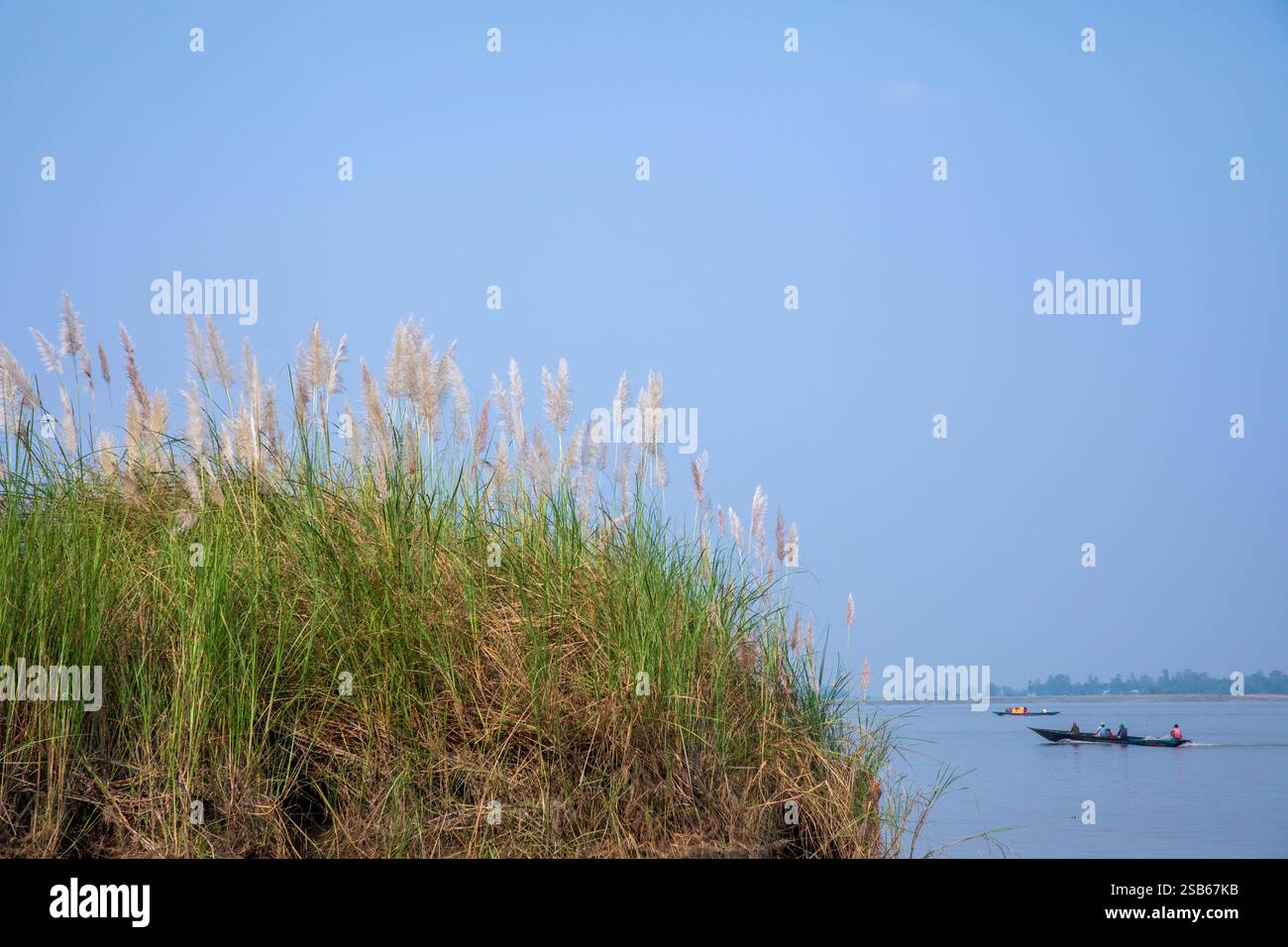 Die Herbstblüten von Kans Grass (Saccharum spontaneum) schweben am Ufer des Brahmaputra River, während ein Boot durch die Gewässer in Bera, Pabna di, gleitet Stockfoto