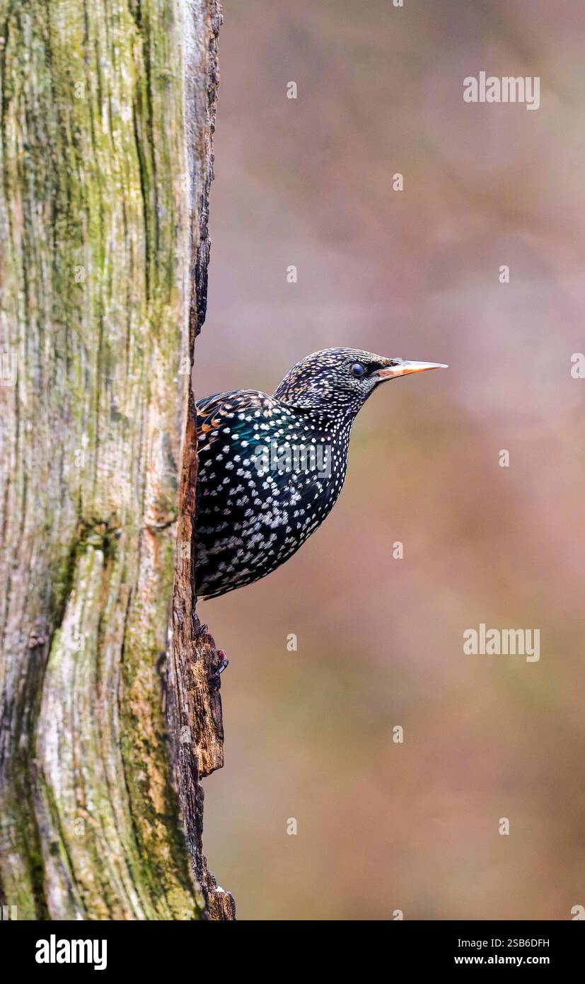 Ein Starling (Sturnus vulgaris), der auf der Seite eines alten Baumes thront Stockfoto