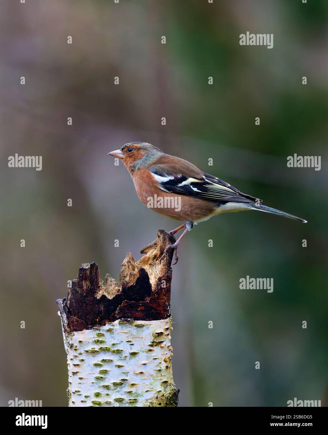 Ein männlicher Chaffinch, Fringilla Coelebs, auf einem alten Baumstumpf Stockfoto