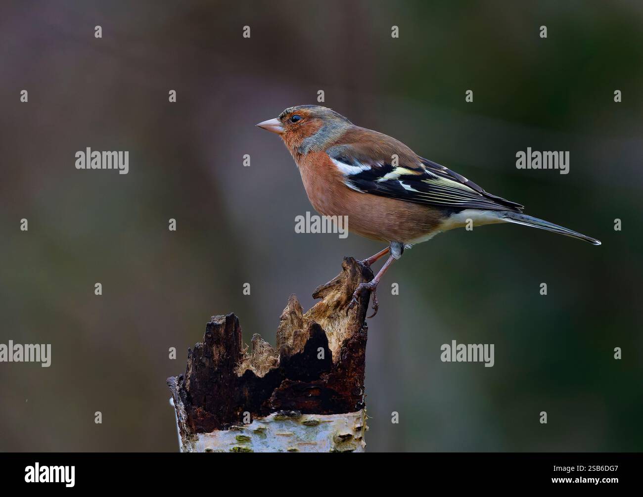 Ein männlicher Chaffinch, Fringilla Coelebs, auf einem alten Baumstumpf Stockfoto