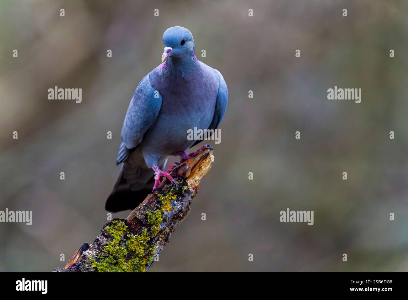 Eine Stocktaube (Columba oenas), die auf einem alten Baumzweig thront Stockfoto