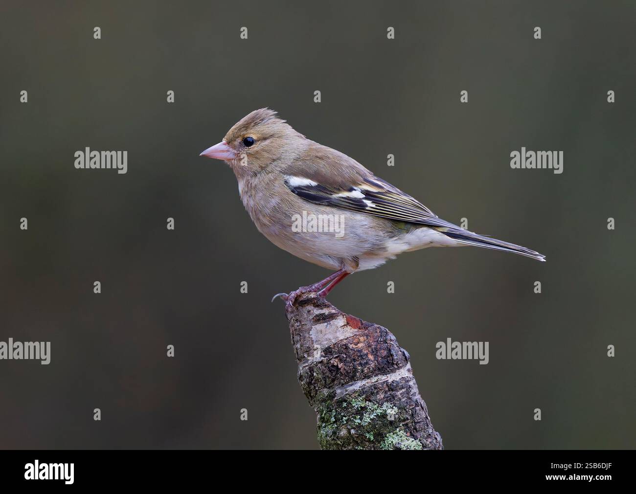 Ein weiblicher Chaffinch (Fringilla coelebs), der auf einem alten Baumzweig sitzt Stockfoto