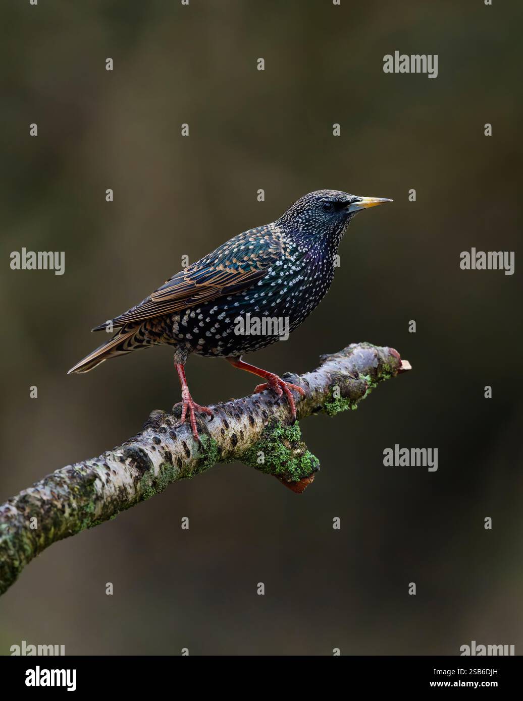 Ein Starling (Sturnus vulgaris), der auf einem alten Baumzweig thront Stockfoto