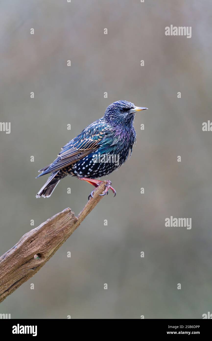 Ein Starling (Sturnus vulgaris), der auf einem alten Baumzweig thront Stockfoto