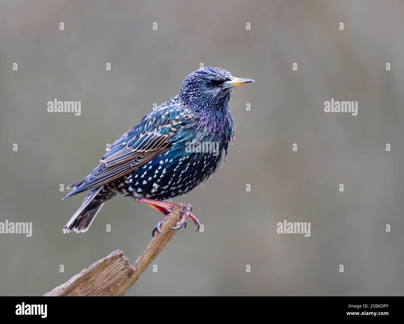 Ein Starling (Sturnus vulgaris), der auf einem alten Baumzweig thront Stockfoto