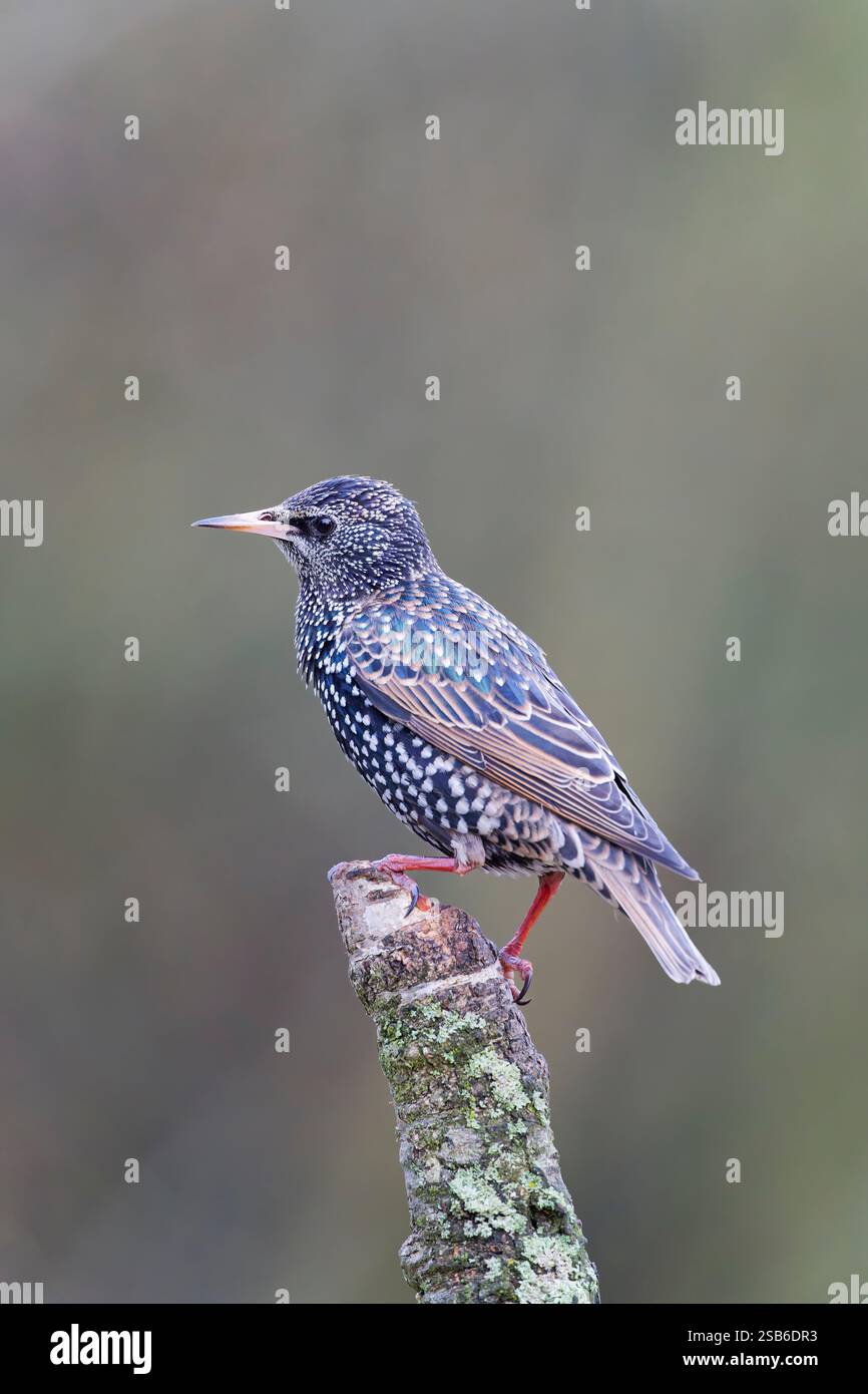 Ein Starling (Sturnus vulgaris), der auf einem alten Baumzweig thront Stockfoto
