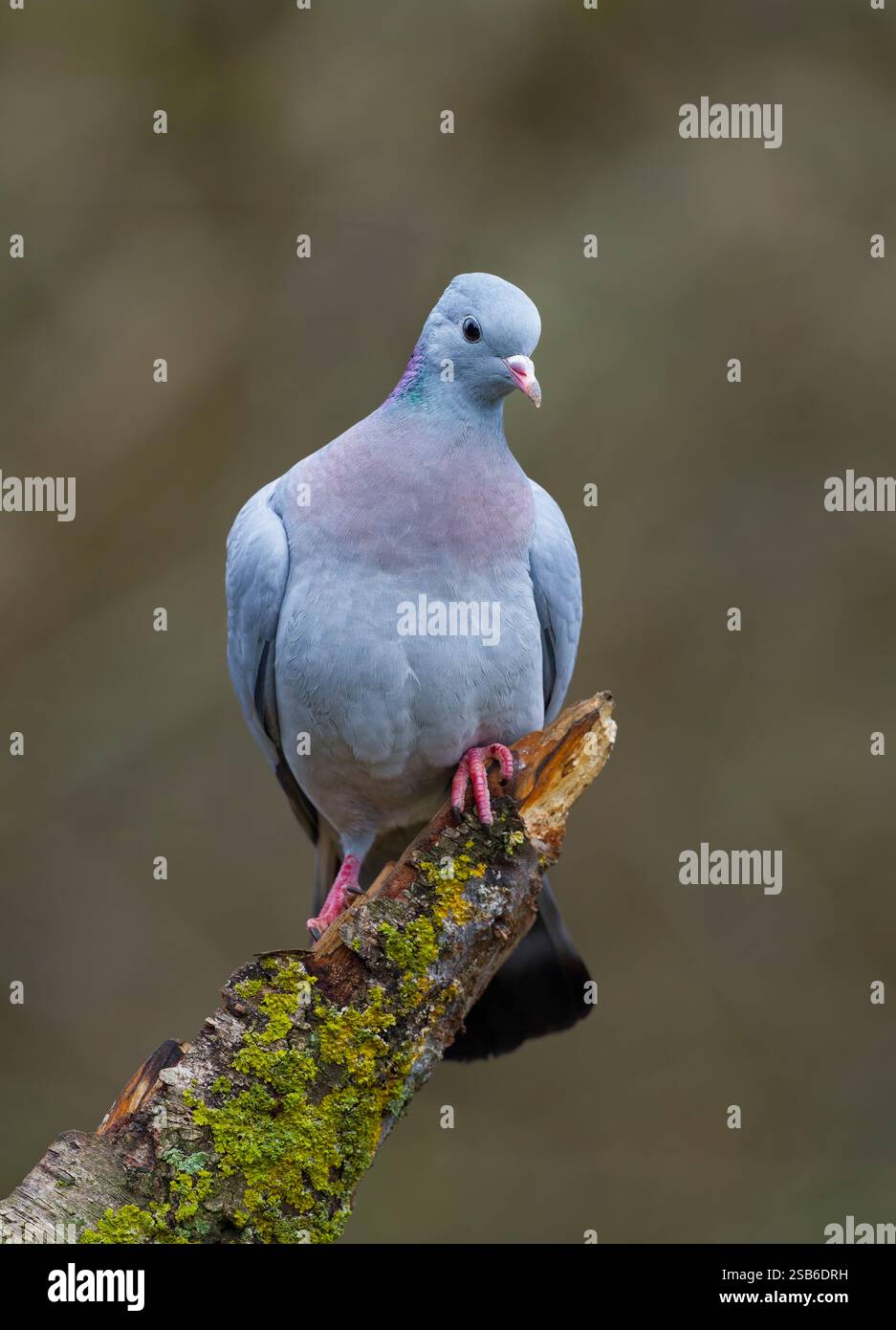 Eine Stocktaube (Columba oenas), die auf einem alten Baumzweig thront Stockfoto