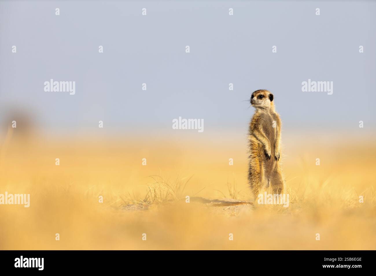 Ein einsamer Erdmännchen steht aufrecht auf der goldenen Savanne, der den Horizont vor einem blauen Himmel abtastet Stockfoto