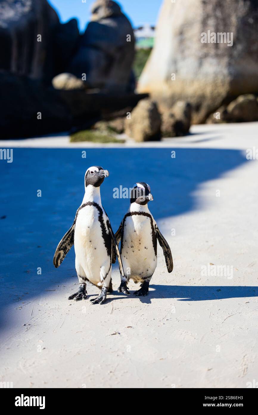 Zwei afrikanische Pinguine stehen auf dem Sand am Boulders Beach in Kapstadt, Südafrika, mit großen Felsbrocken im Hintergrund Stockfoto
