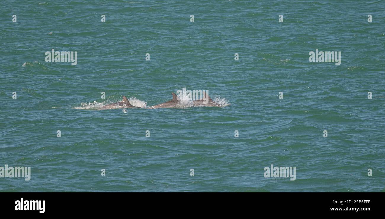 Drei große Tümmler (Tursiops truncatus) schwimmen an der Oberfläche des Atlantiks in den Florida Keys, USA. Stockfoto