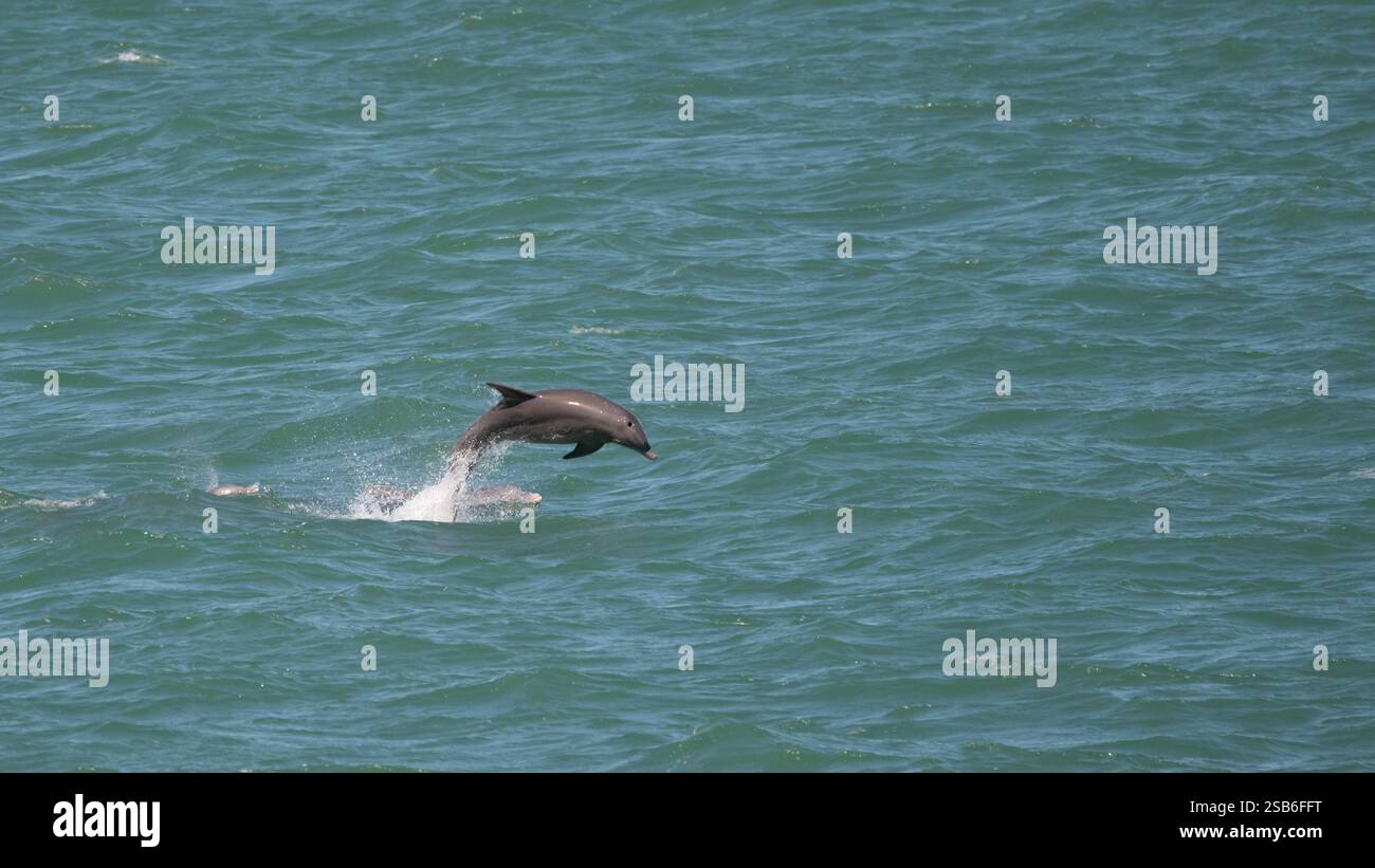 Ein großer Tümmler (Tursiops truncatus), der aus dem Wasser springt und unter ihm andere Delfine auf den Florida Keys, USA, sichtbar sind. Stockfoto