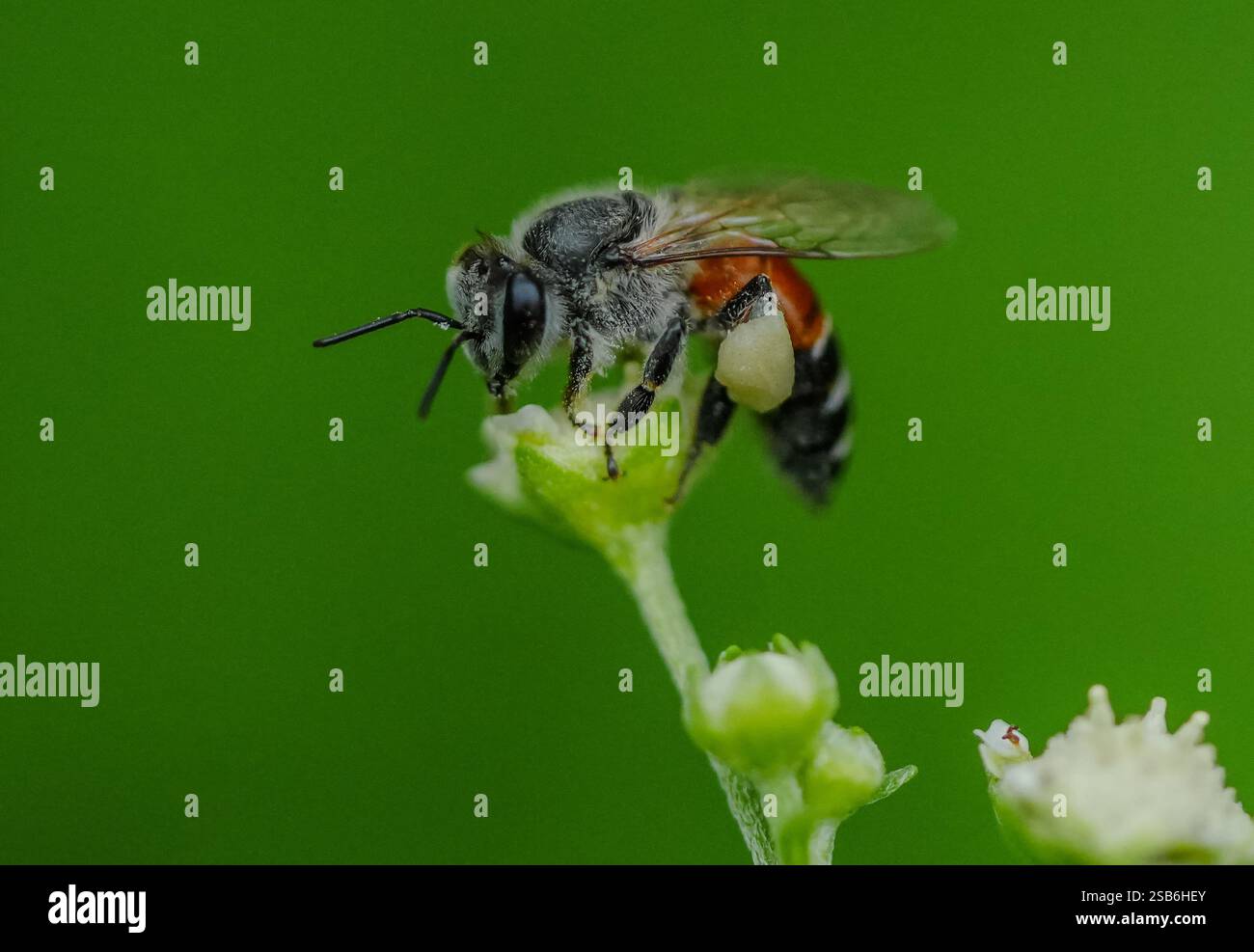 Bild der Honigbiene. Makrobild der Honigbiene. Stockfoto