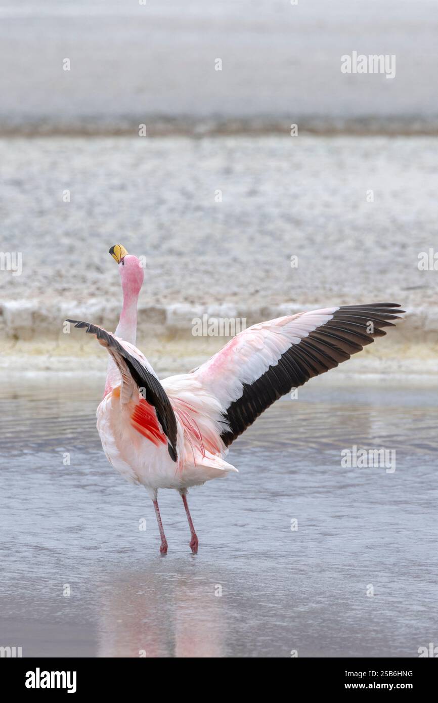 Flamingo spreizt seine rosa Federn Stockfoto