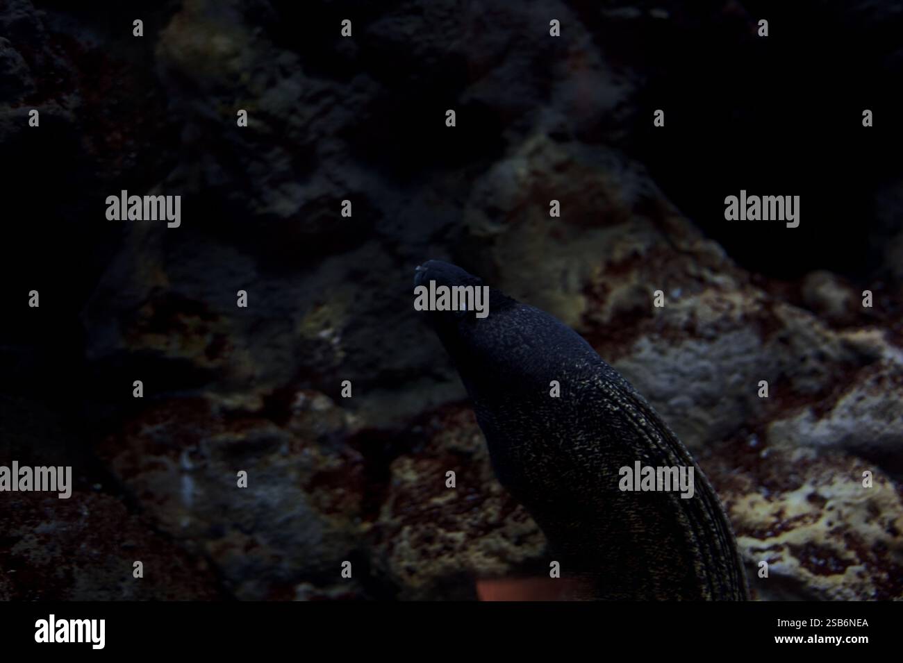Muray Aal in einem Tank mit Felsen im Hintergrund Stockfoto