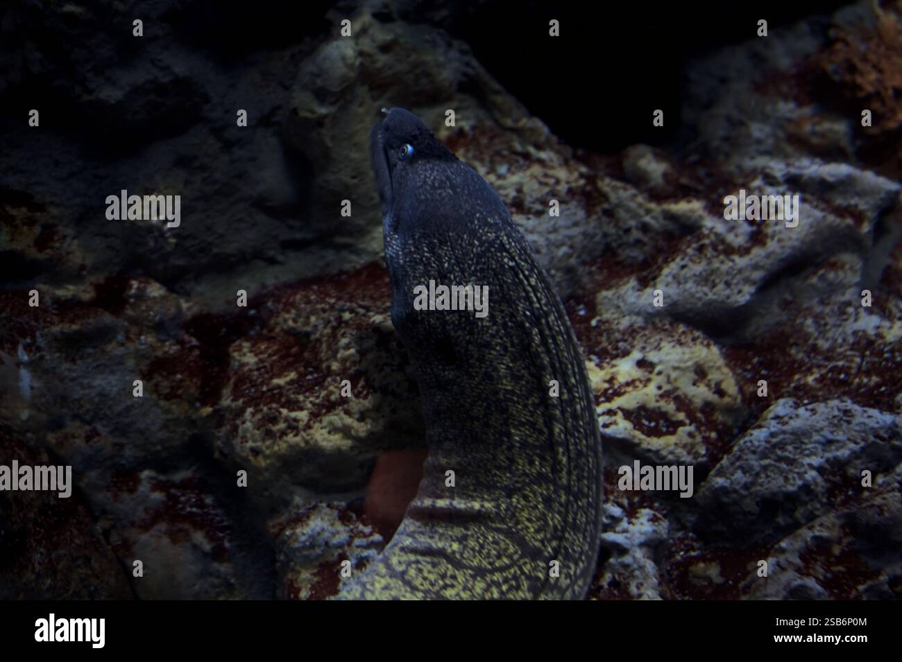 Muray Aal in einem Tank mit Felsen im Hintergrund Stockfoto