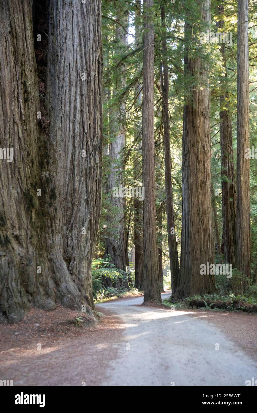 Crescent City, Kalifornien – Redwood Trees (Sequoia sempervirens), die höchsten Bäume der Welt, entlang der Howland Hill Road in Jedediah Smith Redwoods S Stockfoto