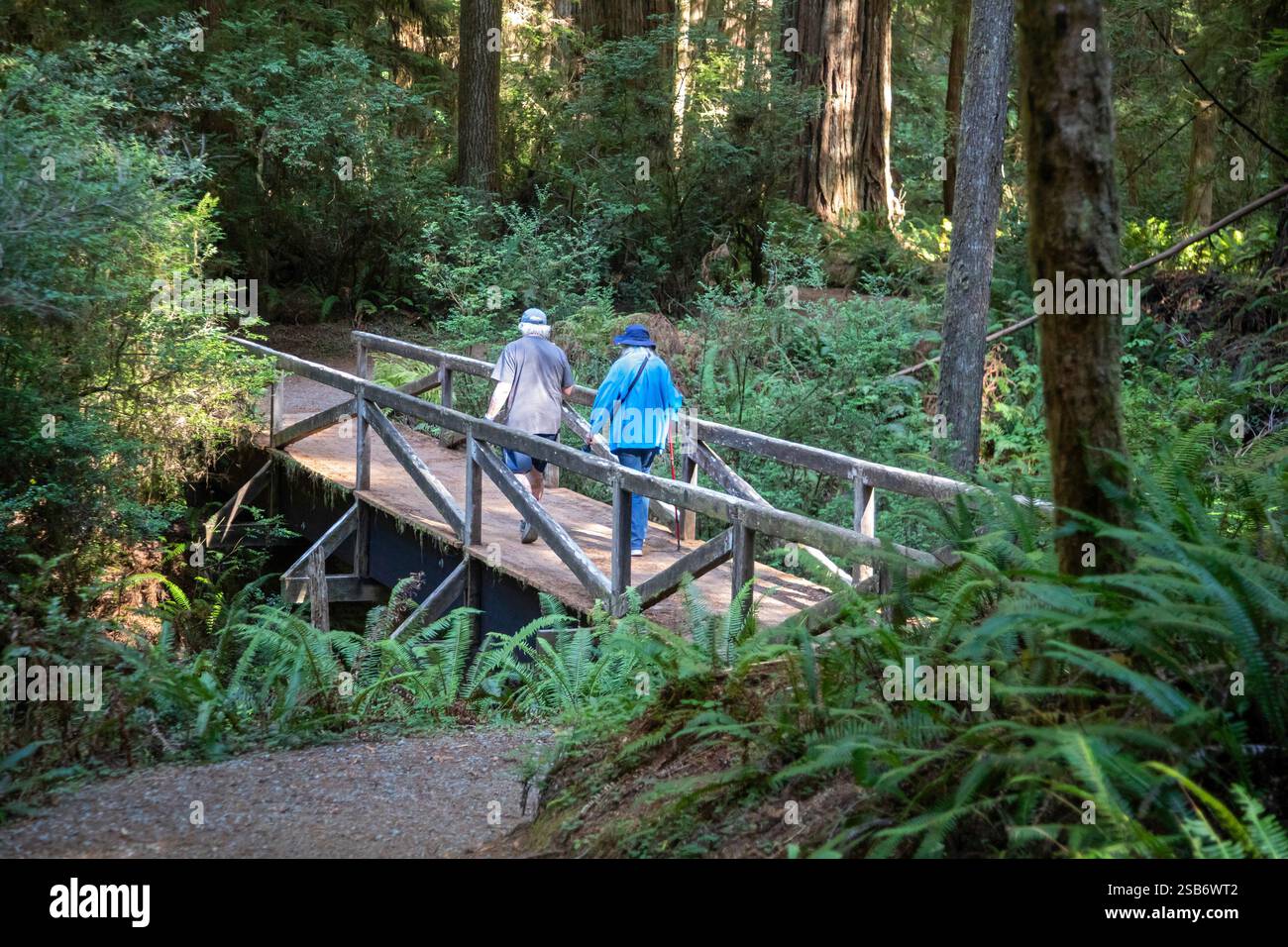Crescent City, Kalifornien – Wanderer unter den Mammutbäumen (Sequoia sempervirens), den höchsten Bäumen der Welt, im Jedediah Smith Redwoods State Pa Stockfoto