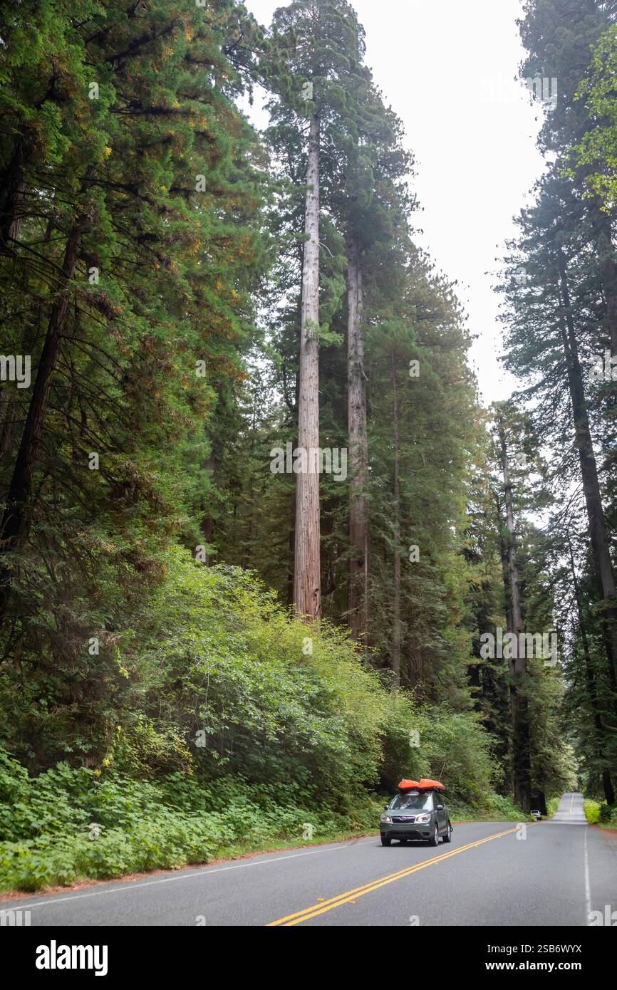 Klamath, Kalifornien – im Prairie Creek Redwoods State Park, den höchsten Bäumen der Welt, sind Mammutbäume (Sequoia sempervirens). Ein Auto fährt an tr vorbei Stockfoto