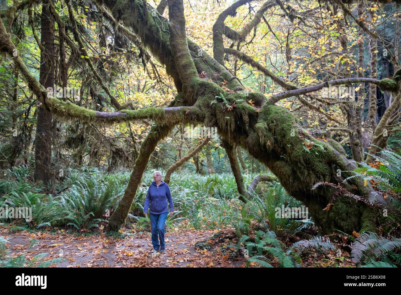 Klamath, Kalifornien – im Prairie Creek Redwoods State Park, den höchsten Bäumen der Welt, sind Mammutbäume (Sequoia sempervirens). Der Park ist Teil von Stockfoto
