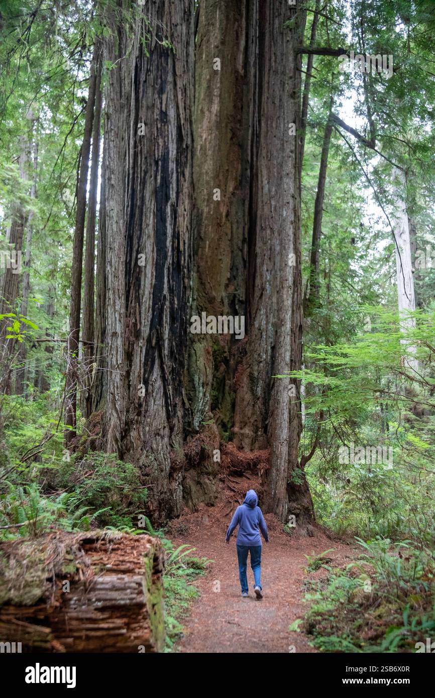 Klamath, Kalifornien – im Prairie Creek Redwoods State Park, den höchsten Bäumen der Welt, sind Mammutbäume (Sequoia sempervirens). Der Park ist Teil von Stockfoto