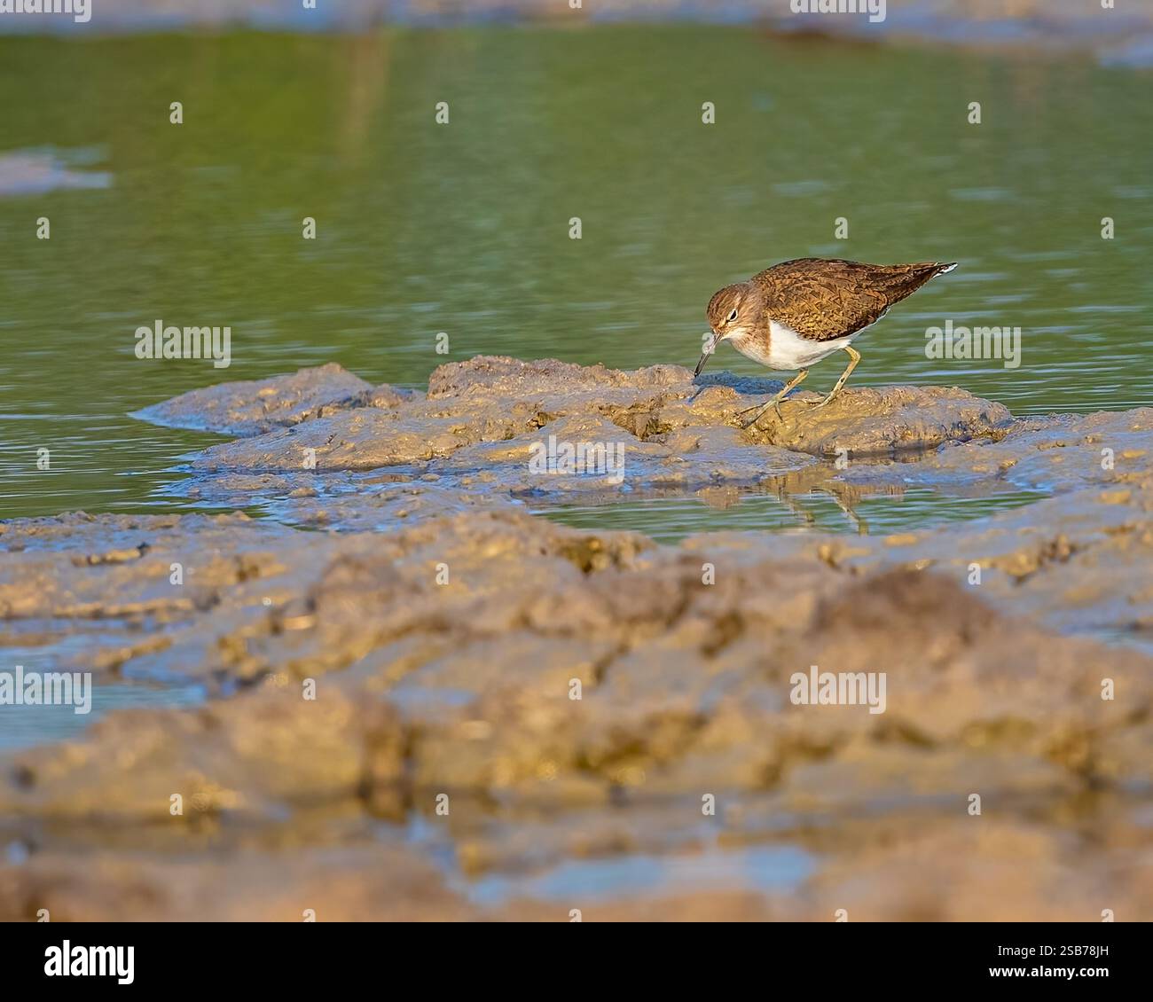 Ein gemeiner Sandpiper in einem Feuchtgebiet Stockfoto