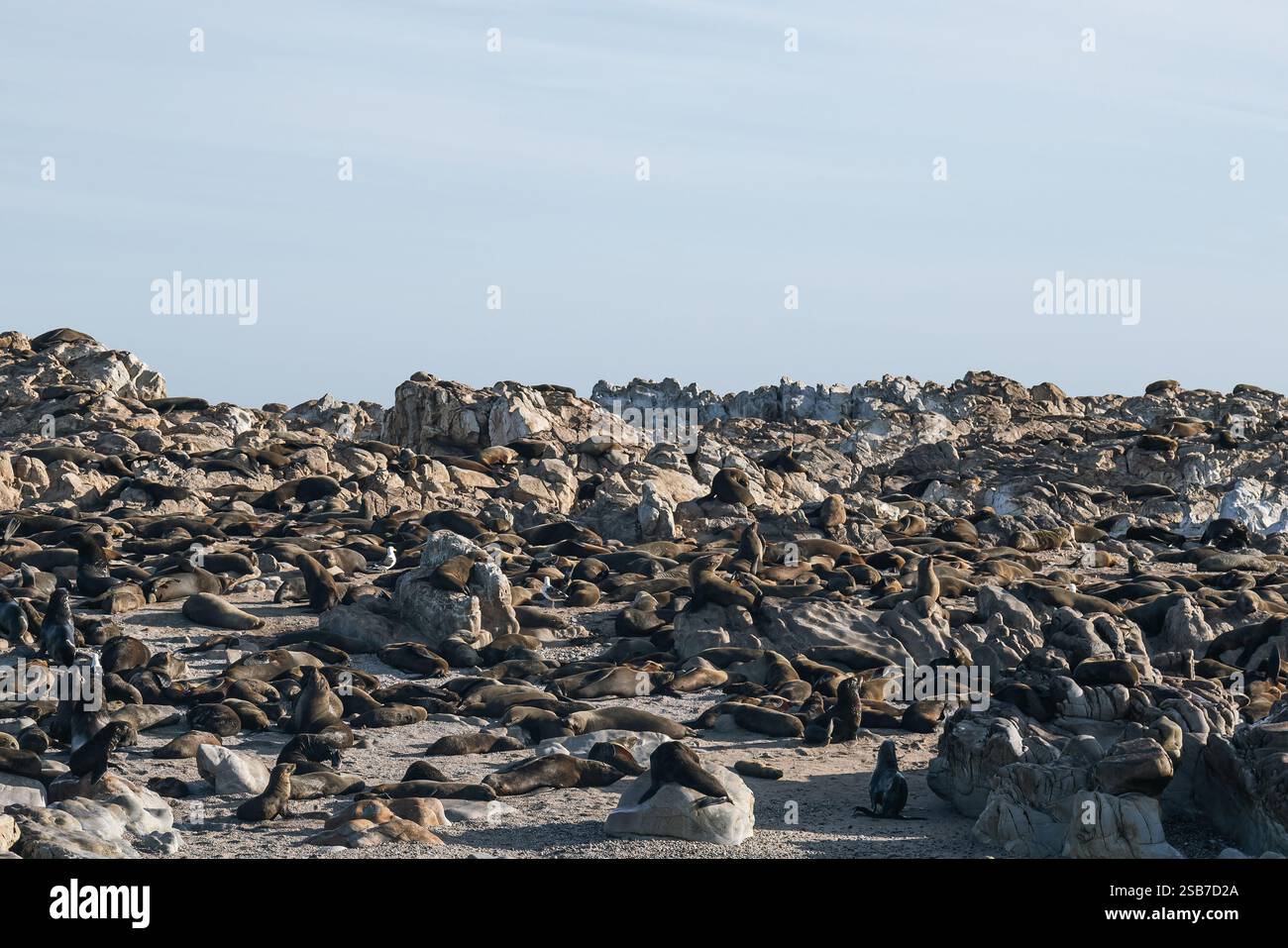 Kolonie der Kappelzrobben ruhen auf den Felsen der Atlantikküste in Südafrika Stockfoto
