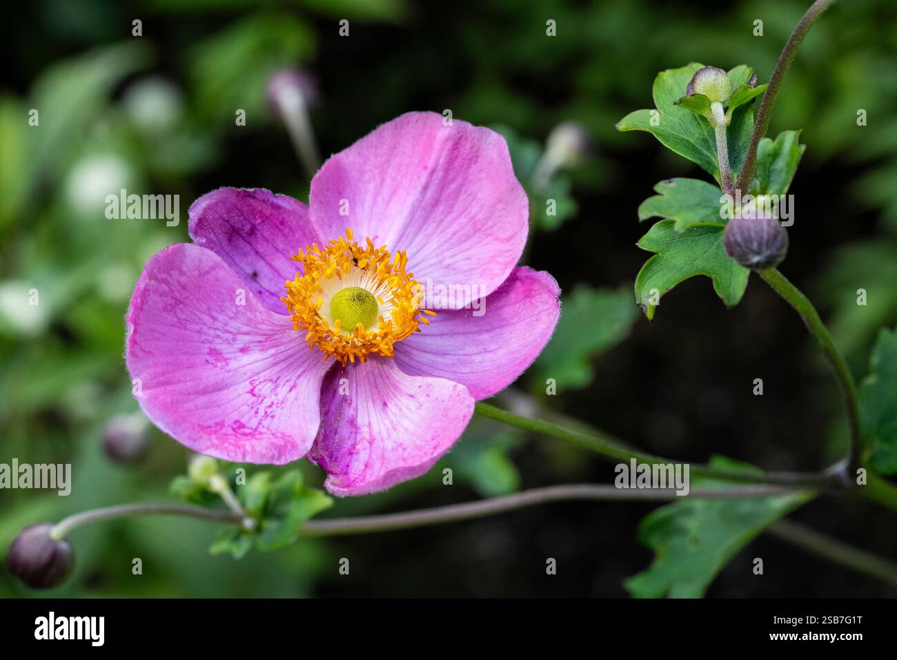 Eine wunderschöne Traubenblatt-Anemone mit ihren zarten Blütenblättern inmitten des üppigen Grüns eines Blumengartens an einem Herbstnachmittag. Stockfoto