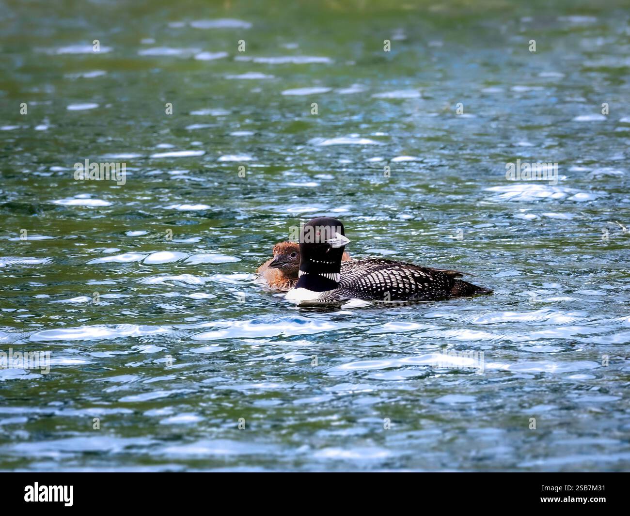 Ein wunderschöner Erwachsener und ein Küken, das auf dem Wasser eines Minnesota Sees um seinen Elternteil schwingen. Stockfoto