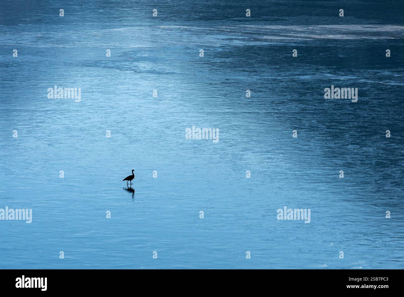 Kanada Gans auf Eis, Wallowa Lake, Oregon. Stockfoto