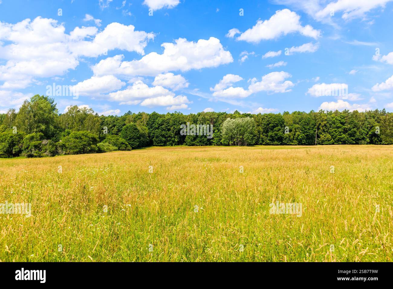 Ackerfelder mit grünem Wald im Hintergrund im Juni Monat, Mazury Lake District, Polen Stockfoto