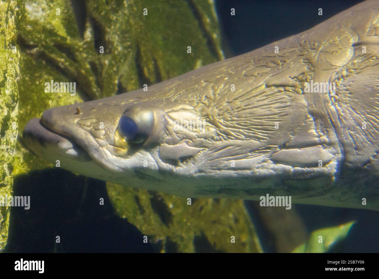 Ein Fisch mit langer Schnauze schwimmt in einem Becken. Der Fisch hat ein blaues Auge und einen weißen Streifen auf dem Kopf Stockfoto