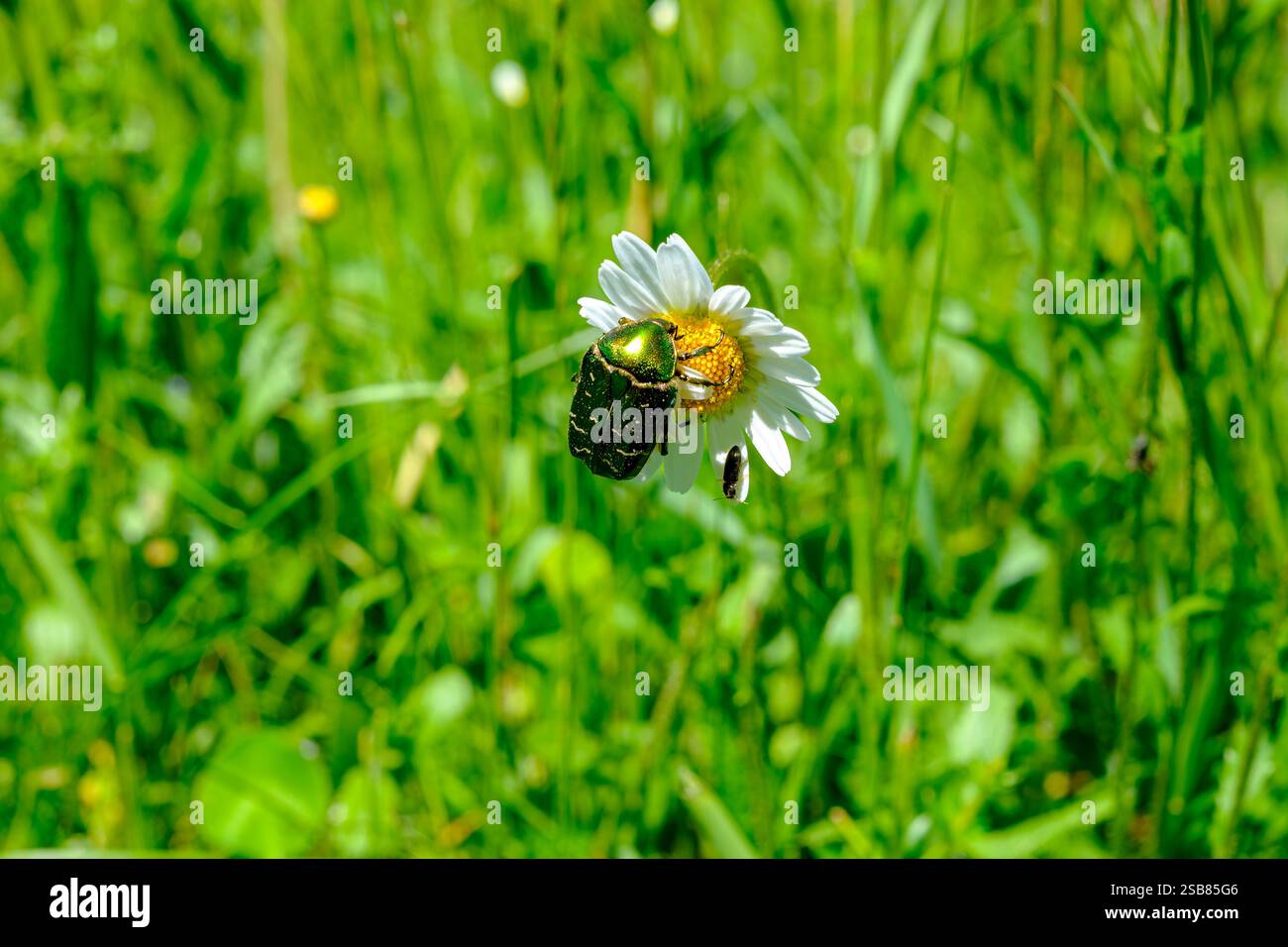 Blumenscheuer, Protaetia speciosissima, auf einer Gänseblümchenblume. Stockfoto