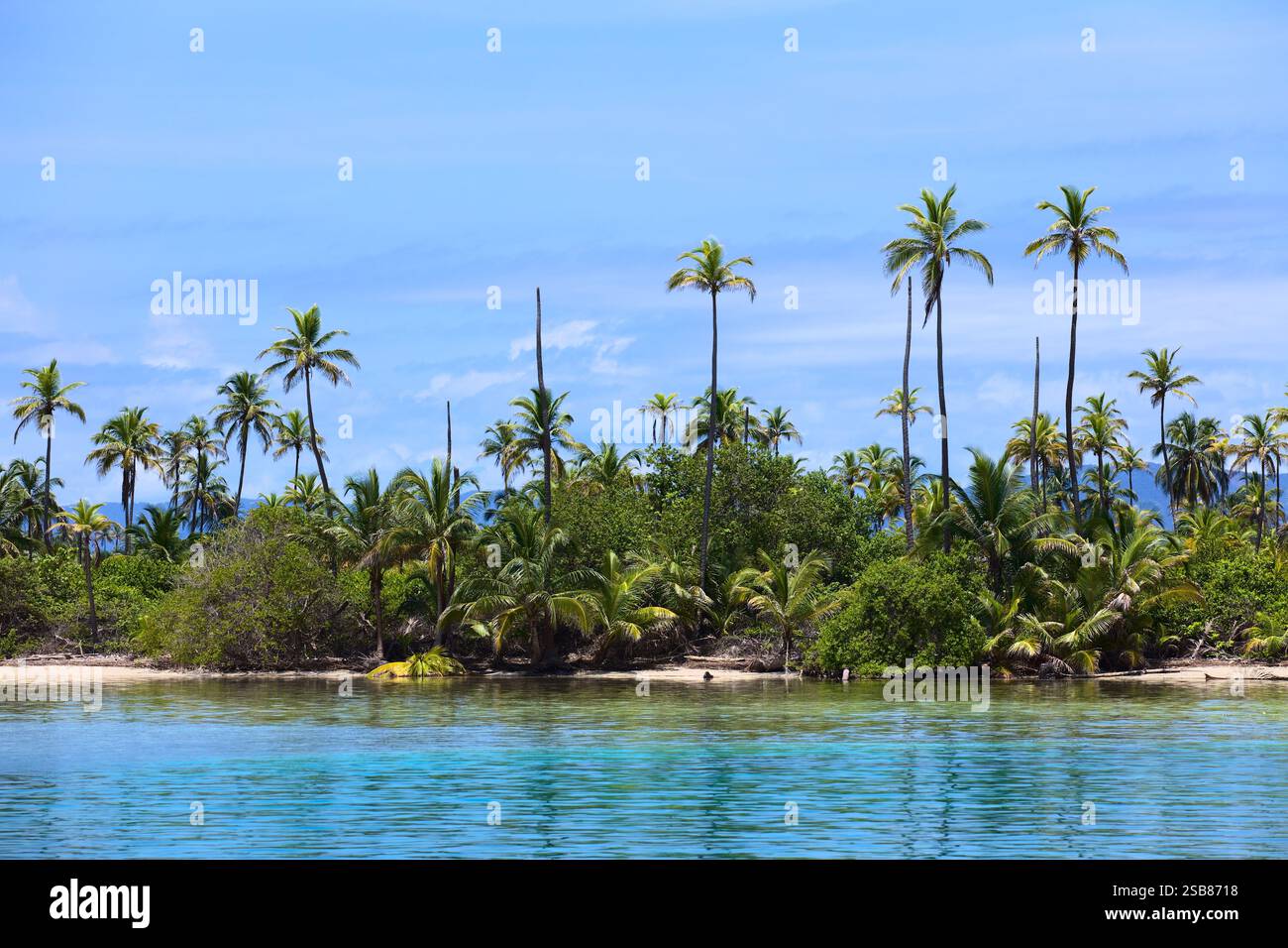 Eine von Kokospalmen und Mangroven bewachsene Insel auf den San Blas Inseln entlang der Karibikküste Panamas Stockfoto