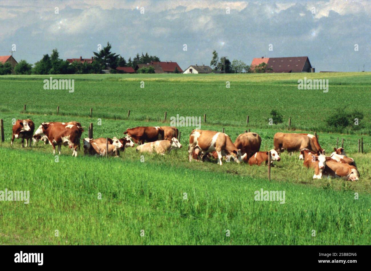 REKORDDATUM NICHT ANGEGEBEN Braun gefleckte Kühe auf der Weide Milchvieh Schlachtvieh - hier gesehen am 12.06.2024 in der Gemarkung Saulgau in BWB. *** Braunfleckige Kühe auf Weide Milchvieh Schlachtvieh hier am 12. 06 2024 im Bezirk Saulgau in BWB Stockfoto