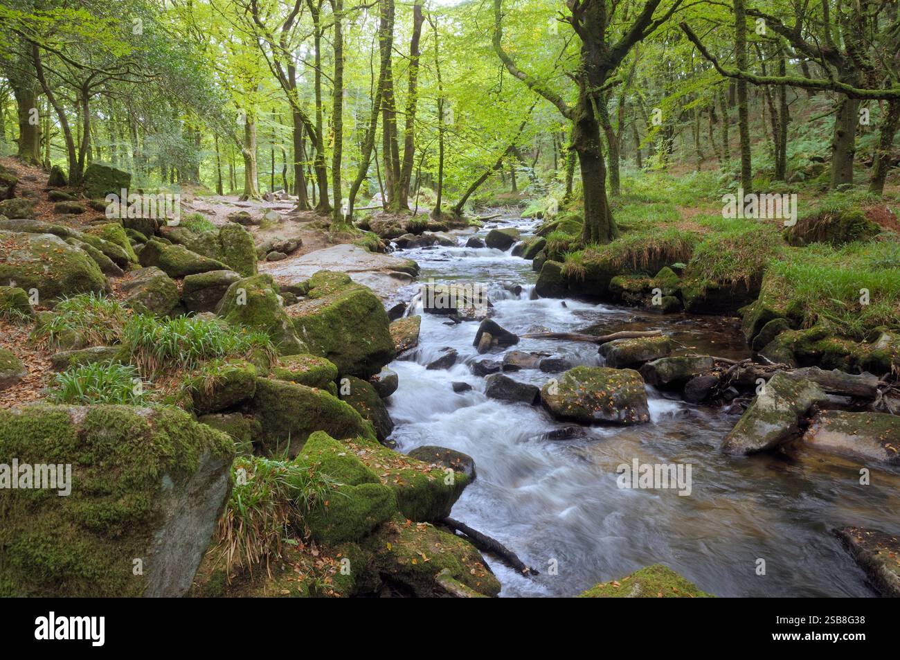 Golitha Falls, eine Reihe von Kaskaden und kleinen Wasserfällen, die über moosige Felsen durch Draynes Wood entlang des Flusses Fowey, Bodmin Moor, Cornwall, Großbritannien fließen Stockfoto