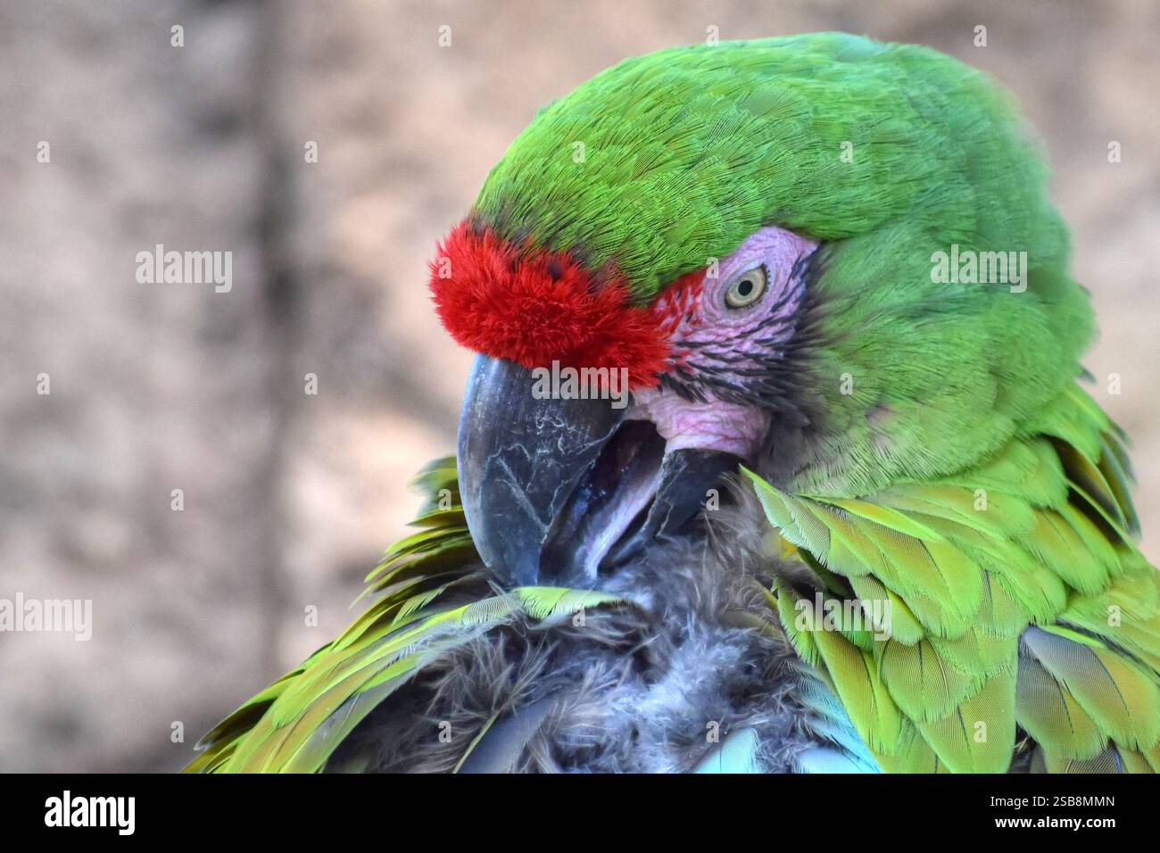 Grüne und rote Papageienputzfedern mit Schnabel. Stockfoto