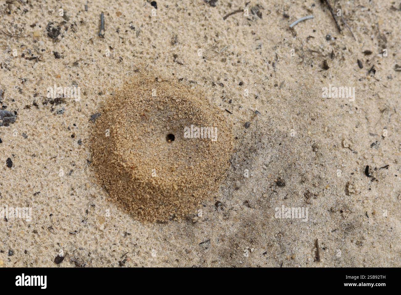 Ameisenhügel in sandigem Boden mit kleiner Ameisenaustrittsöffnung Stockfoto