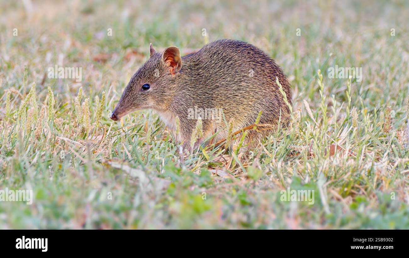 Einzelnes Tier Säugetier Beuteltier Southern Brown Bandicoot (Isoodon obesulus), das in Gras mit langer Nase in Hobart, Tasmanien, Australien füttert Stockfoto