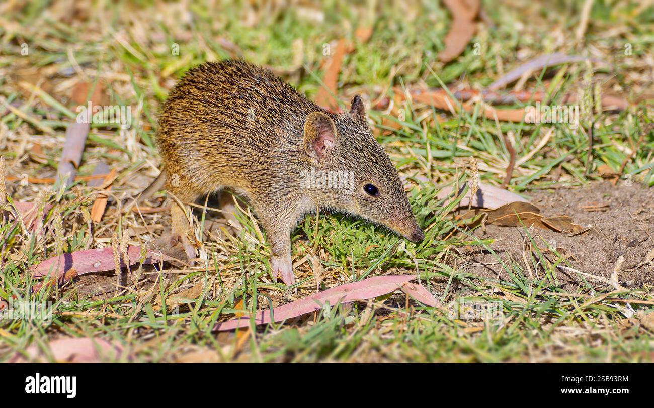 Einzelnes Tier Säugetier Beuteltier Southern Brown Bandicoot (Isoodon obesulus), das in Gras mit langer Nase in Hobart, Tasmanien, Australien füttert Stockfoto