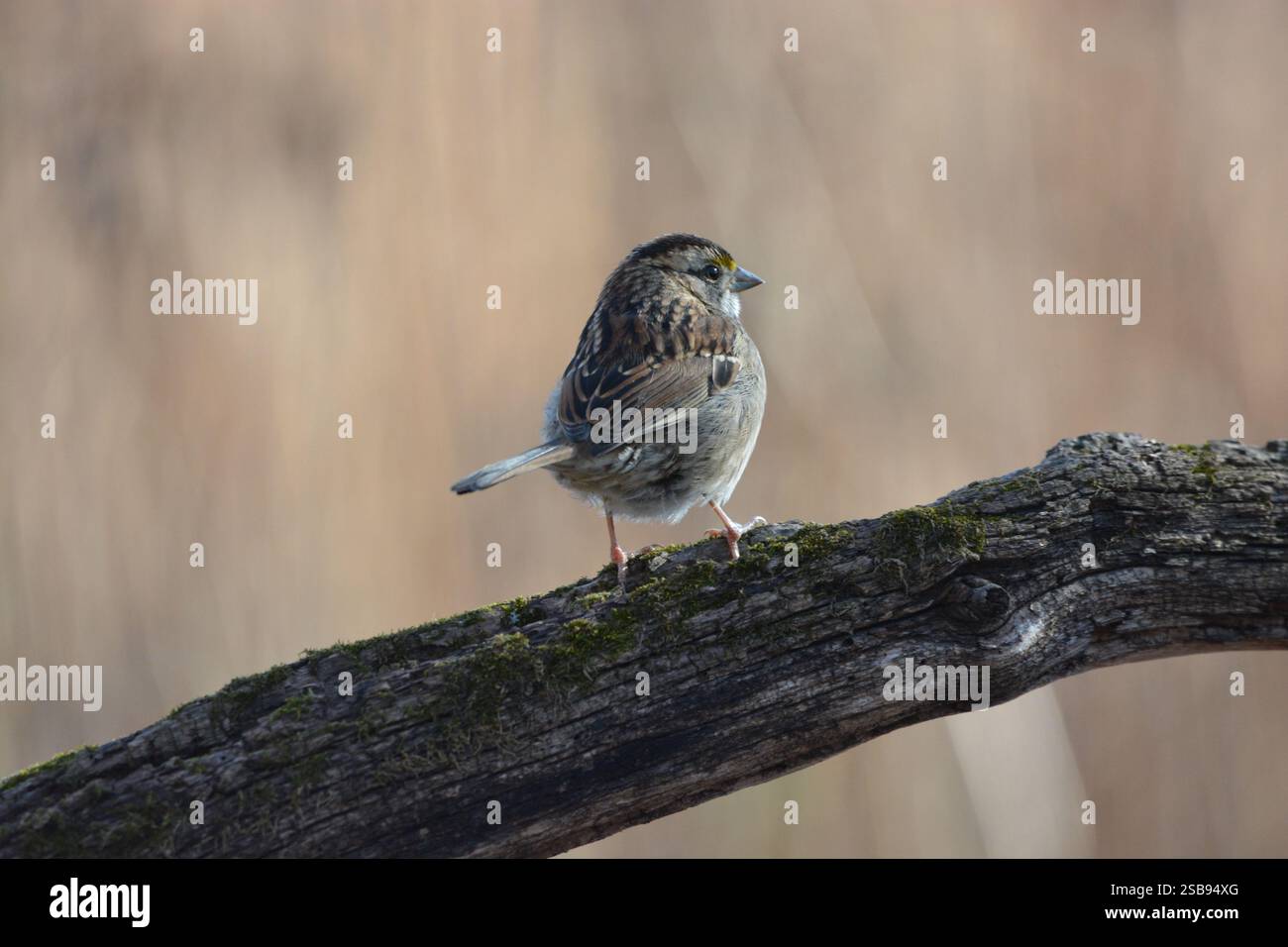 Weisskehlensperling, der auf einem Ast thront Stockfoto