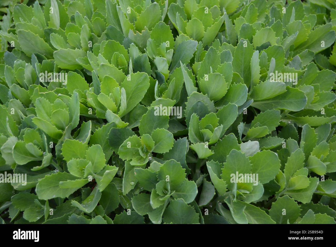 Orangensteinzeug Sedum Kamtschaticum Stockfoto