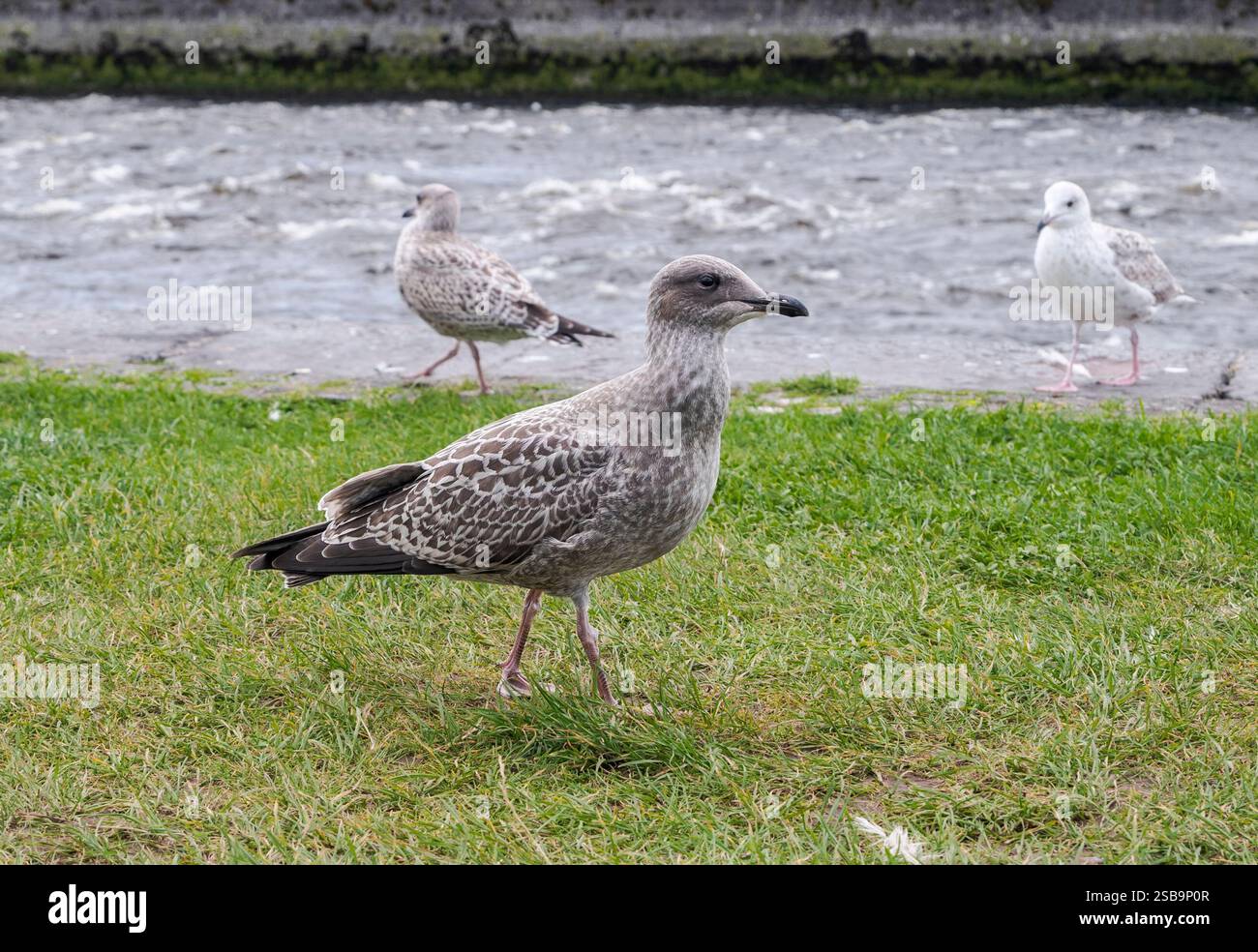 Die Europäische Heringsmöwe Larus argentatus steht auf grasbewachsenem Grund mit dem Fluss Corrib in Galway, Irland, im Hintergrund Stockfoto