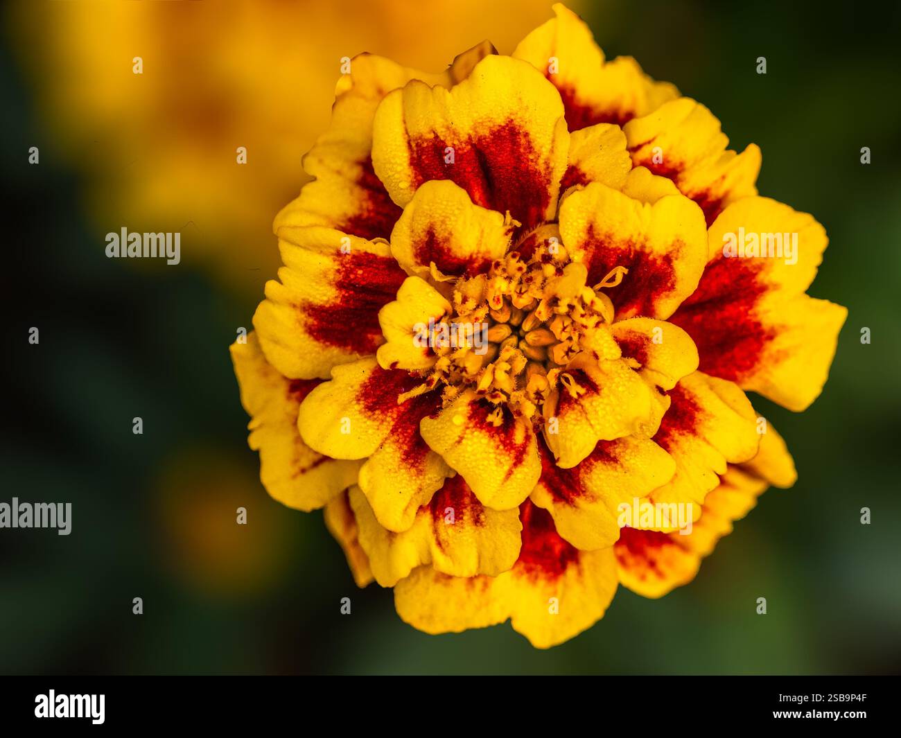 Eine Ringelblume blüht im Garten Stockfoto