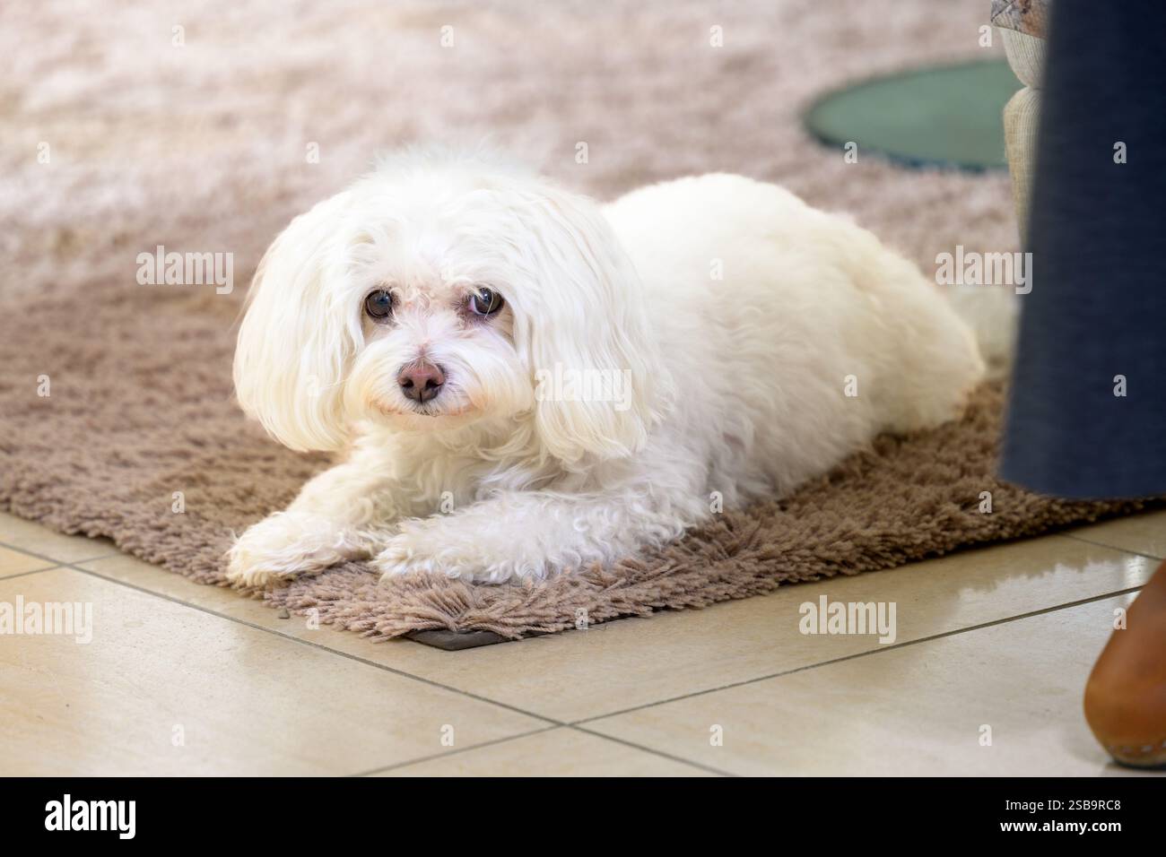 Ein kleiner, flauschiger weißer Hund liegt bequem auf einem weichen braunen Teppich und blickt direkt mit sanften und neugierigen Augen. Stockfoto