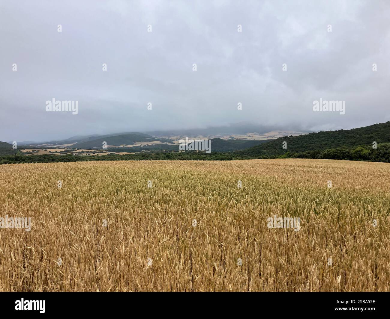 Weizenfelder mit dunklem bewölktem Himmel auf dem Camino Francés - Smartphone-aufgenommenes Stockfoto