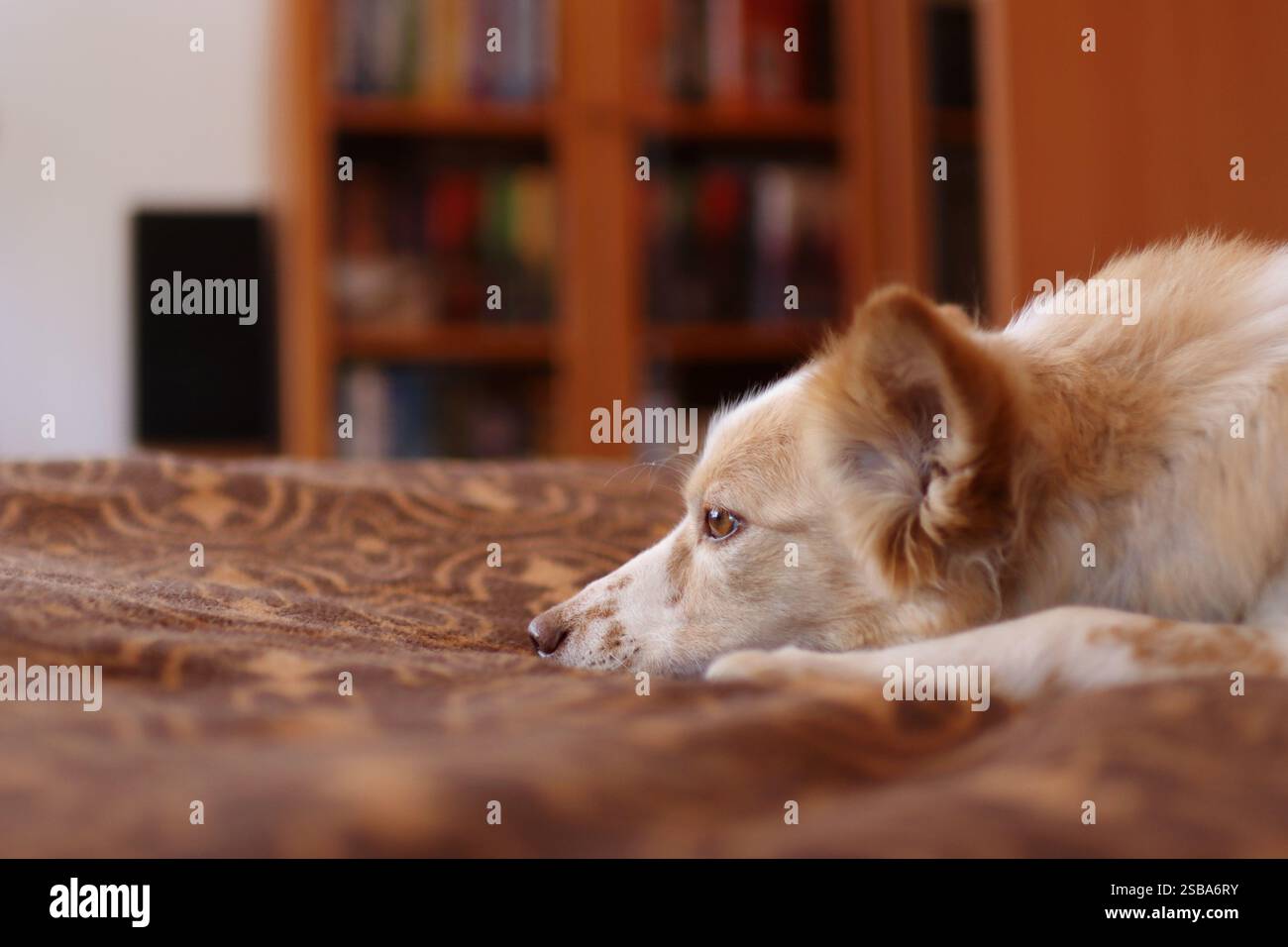 Kleiner heller Hund schläft im Bett. Sie ist so süß Stockfoto