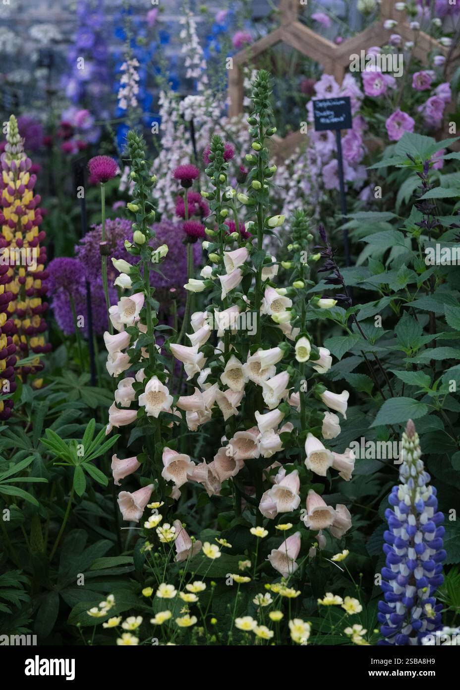 RHS Chelsea Flower Show 2024 Stockfoto
